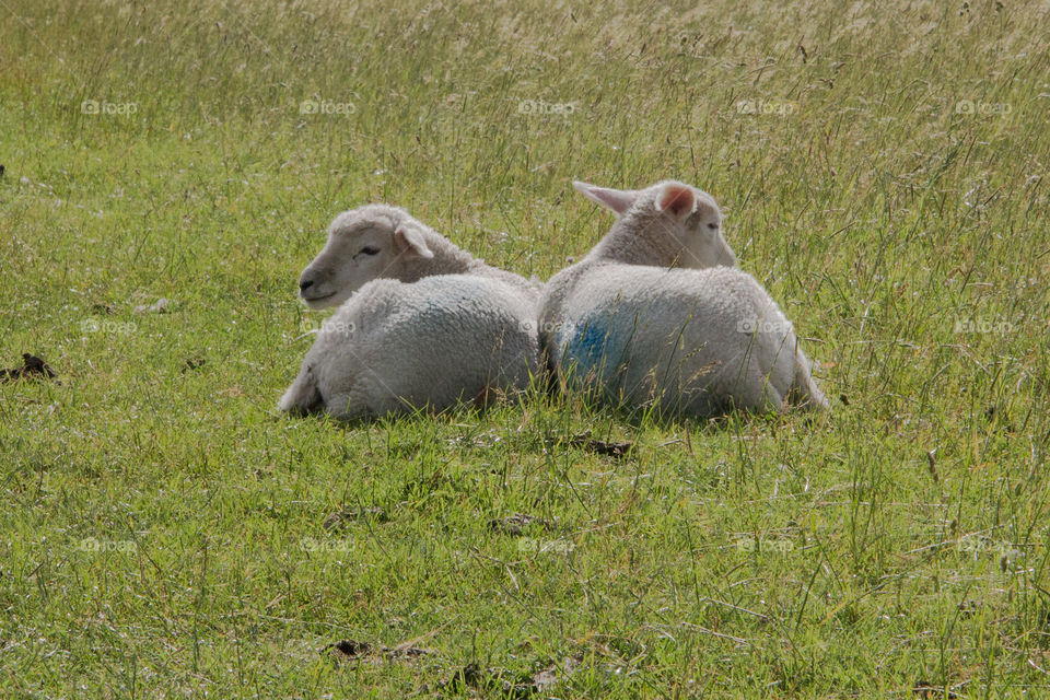 Summer love for summer lambs