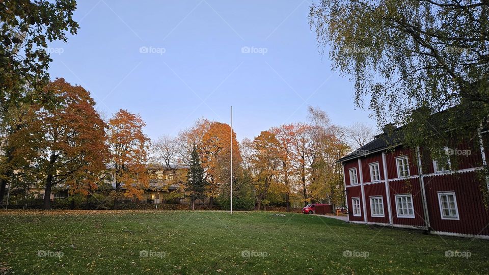 The big maples glow in wonderful autumn colors in the yard of the old farmhouse