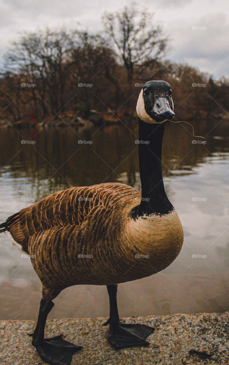 Goose, Bird, Duck, Wildlife, Waterfowl