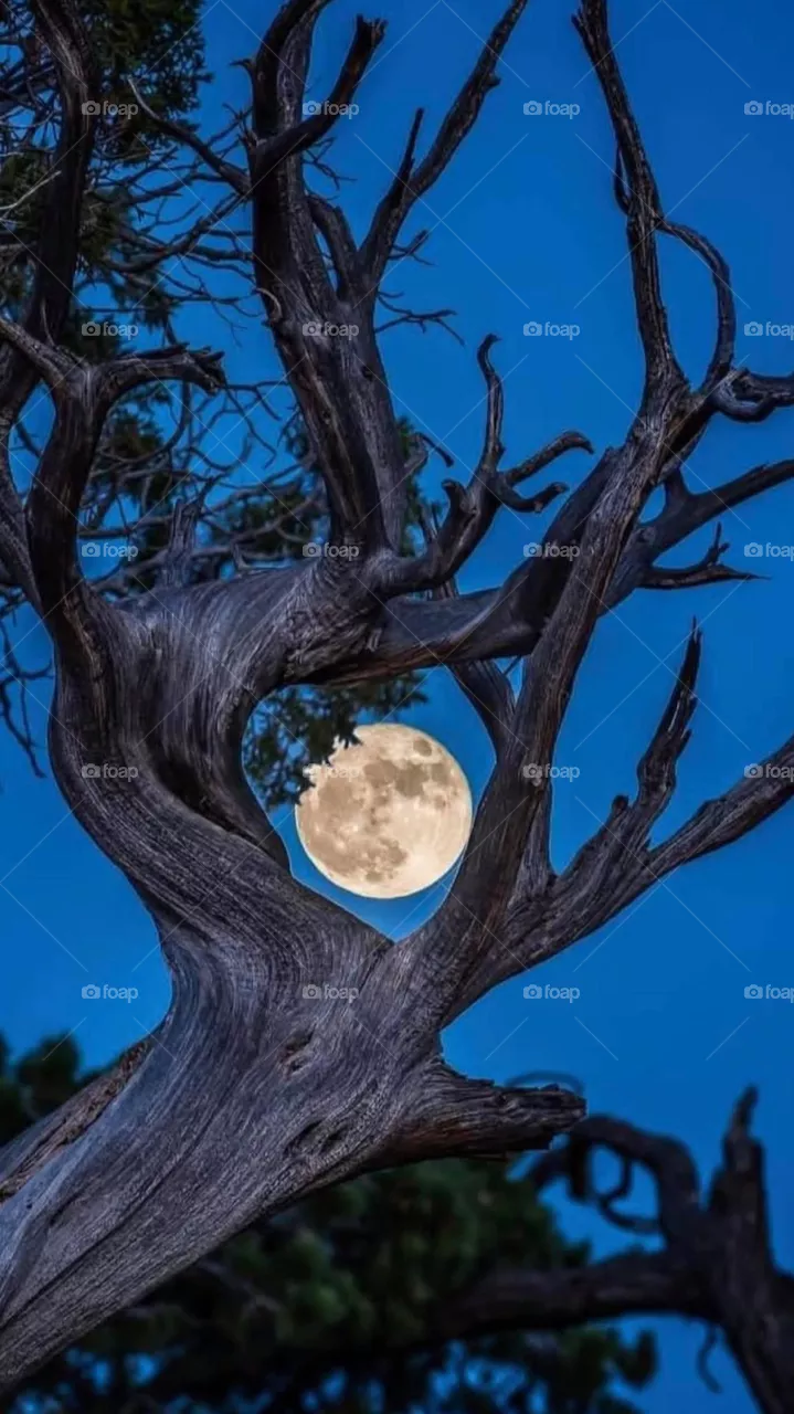 Moon