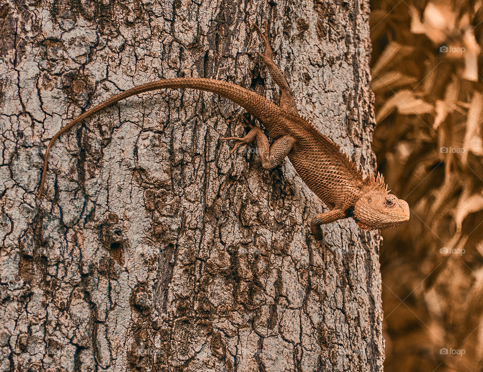 Oriental garden  lizard  - basking