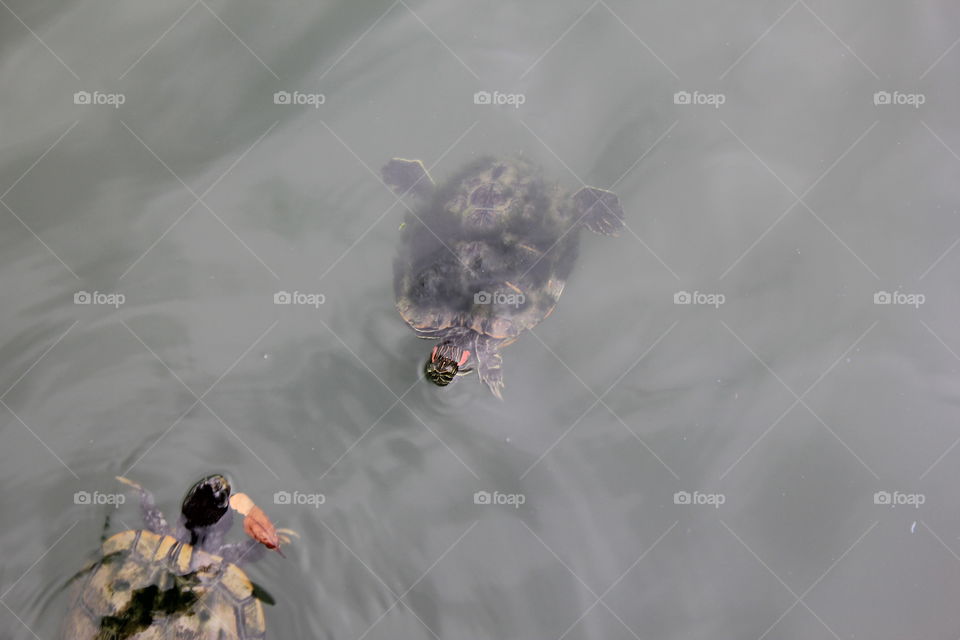 Reptiles. Turtles swimming in pond