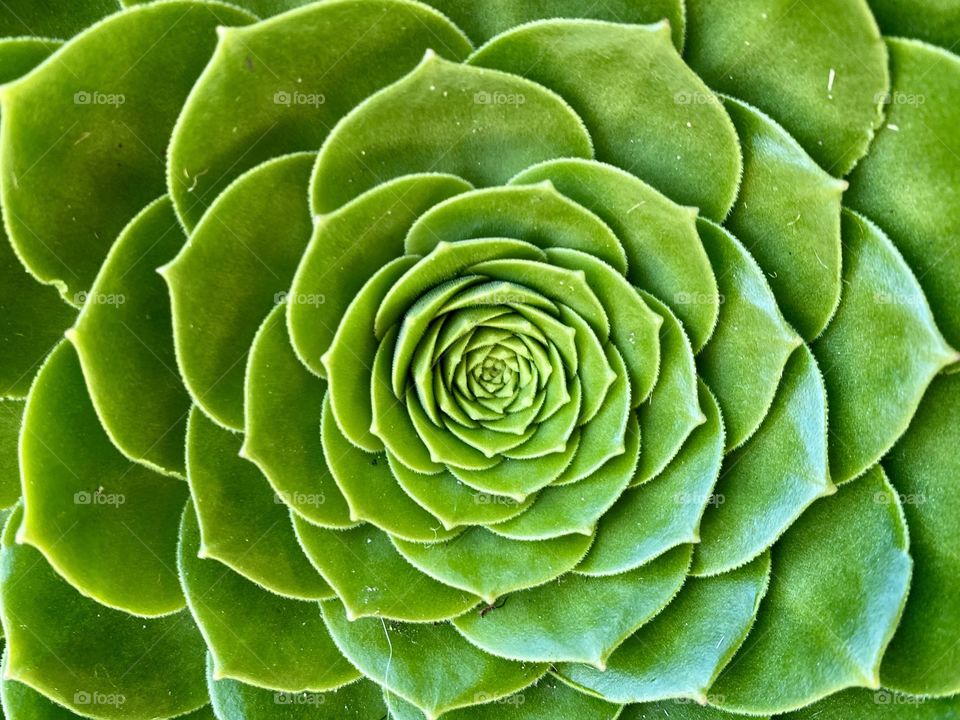 Close up of a Saucer Plant