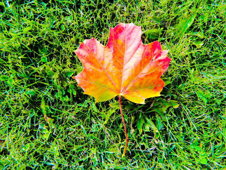 Maple leaf