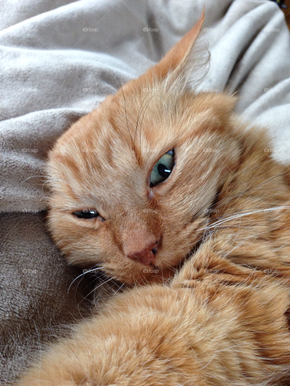 cat katt didde by MagnusPm