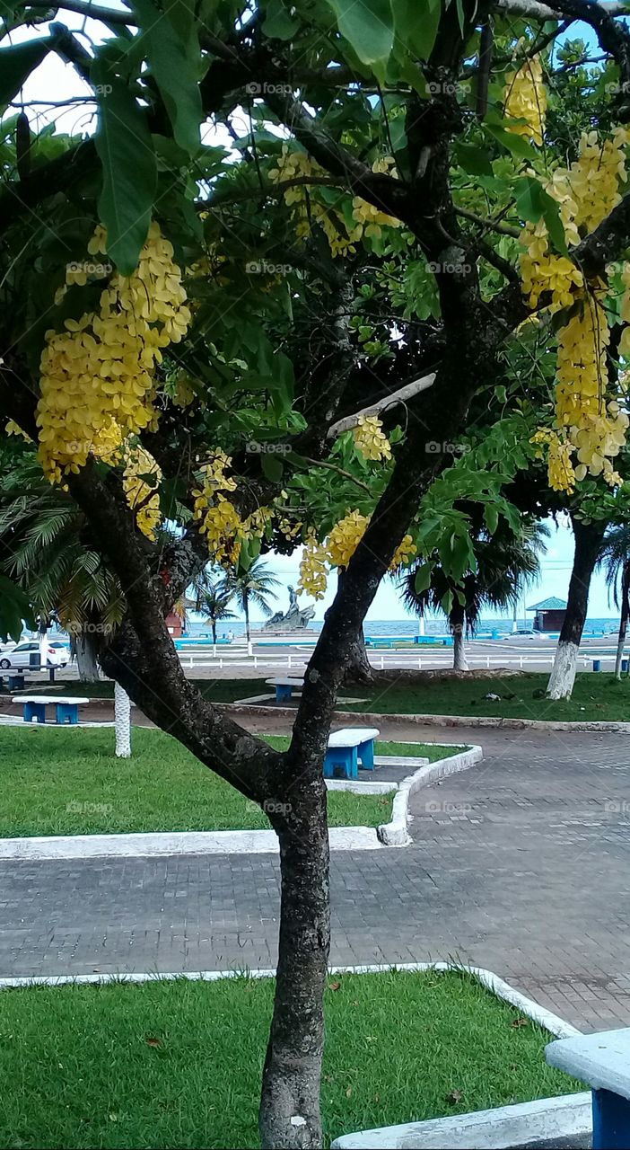 Acácia tree