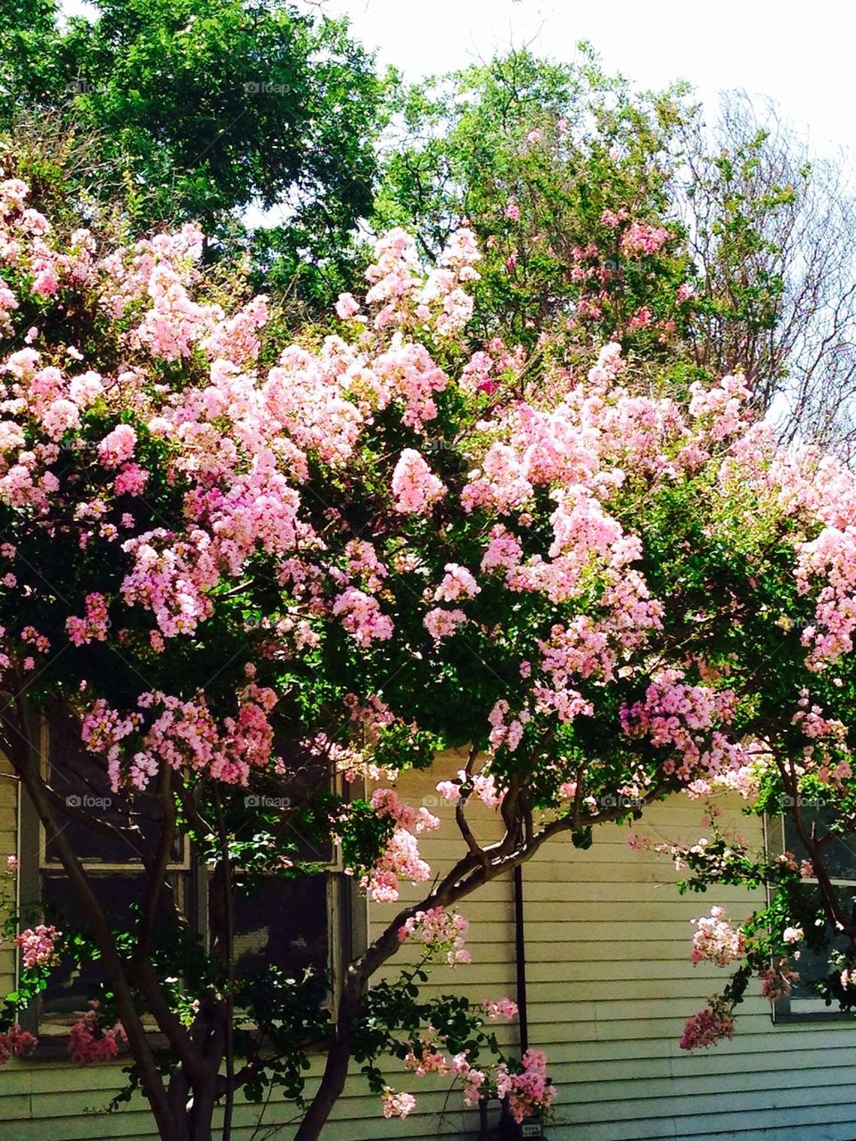 Pink Crepe Myrtle