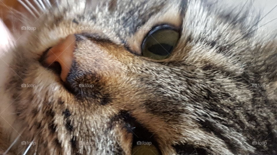 close up of cat