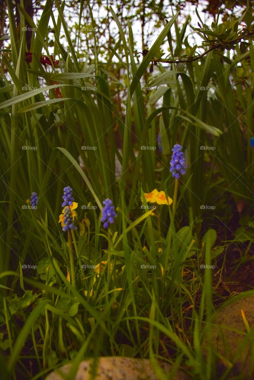 lovely group of daffodils, muscaris and wild flowers