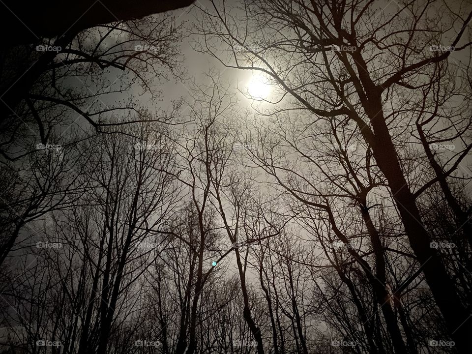 Full moon through the trees