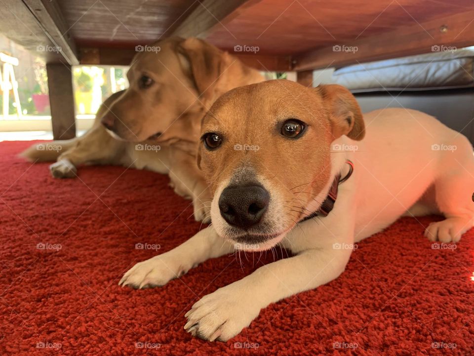 Mobile Series : Animals 