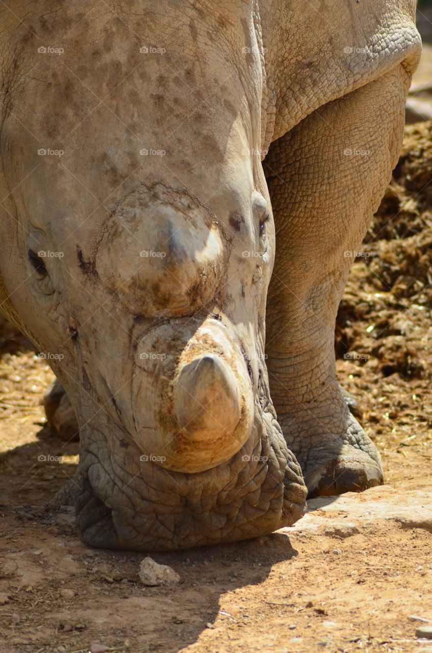 Safari in South Africa