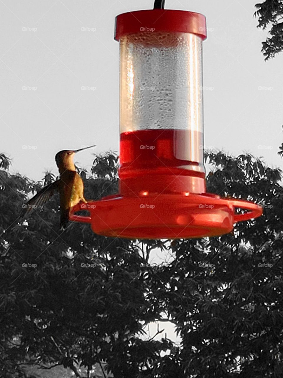hummingbird on feeder