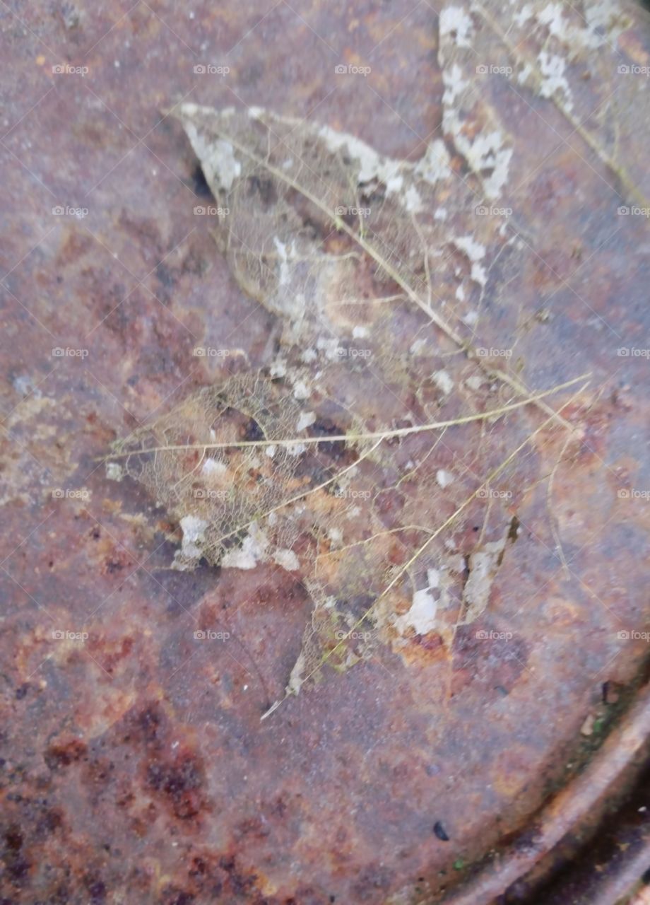 Skeletonized leaf on a rusty metal surface.
