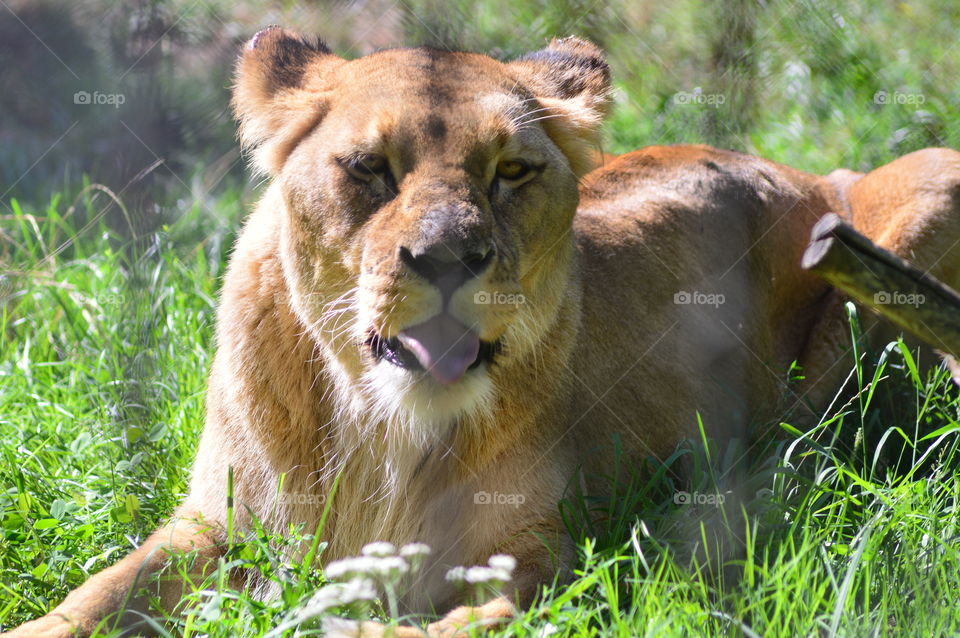 lioness makes a grimace