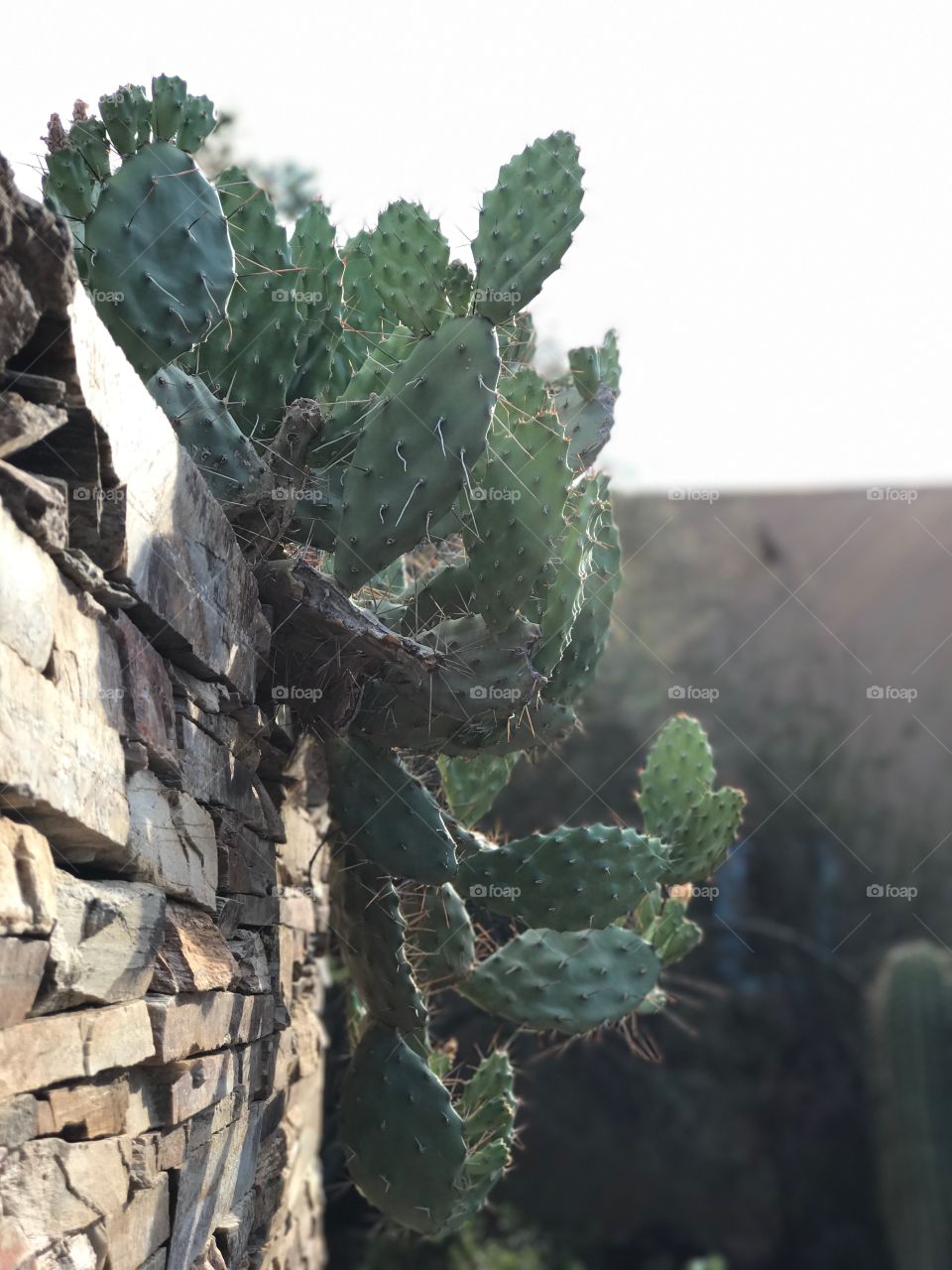 Prickly Pear 