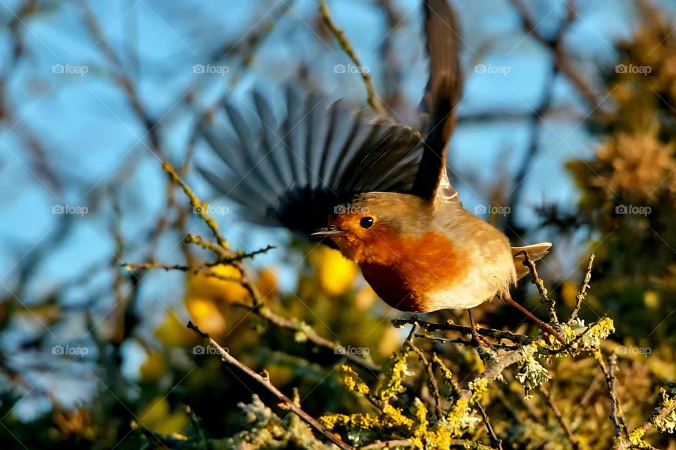 Close up on a Robin in motion landing on a branch in the gardens of Suscinio's castle