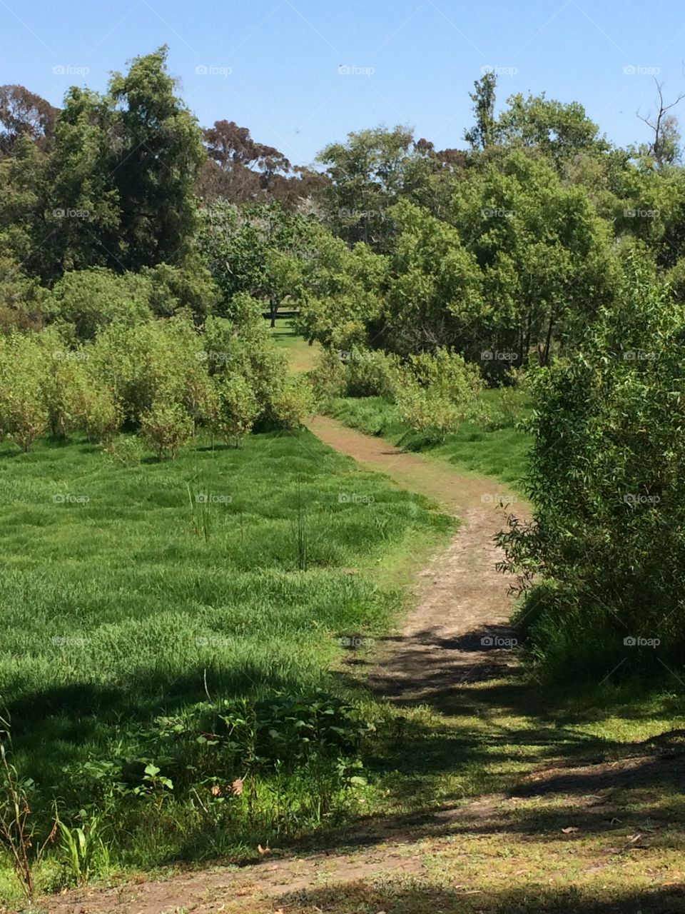 Footpath in forest