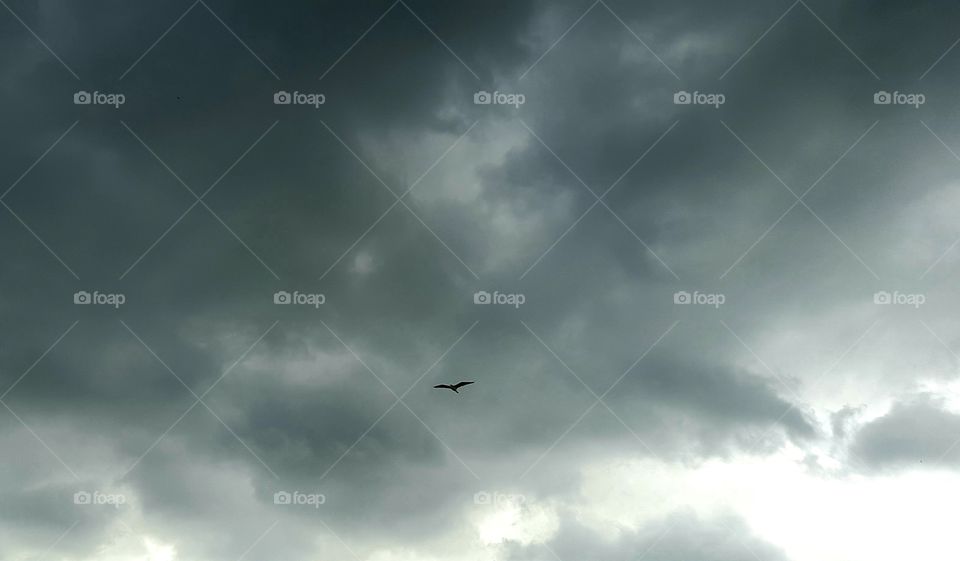 Flying Alone.A lone bird flies in a gloomy sky