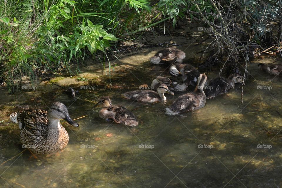 urban birds ducks family on a city lake shore