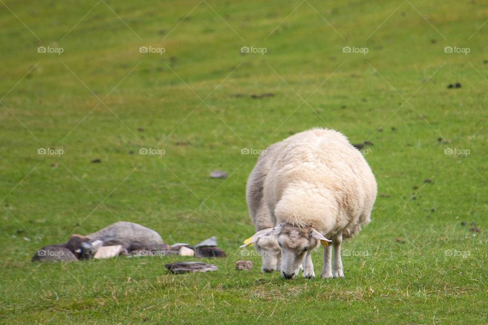 Two sheep grazing in Norway 