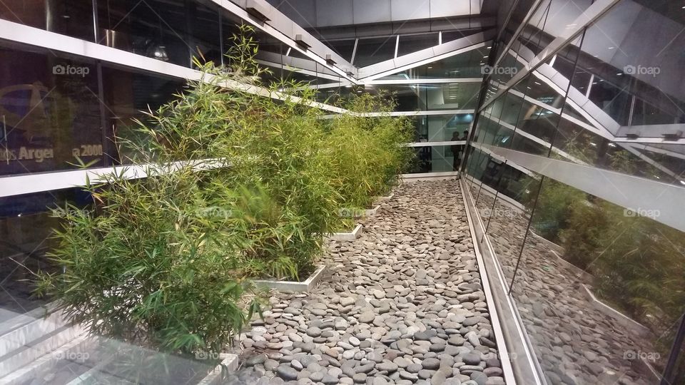 Plants in the Airport