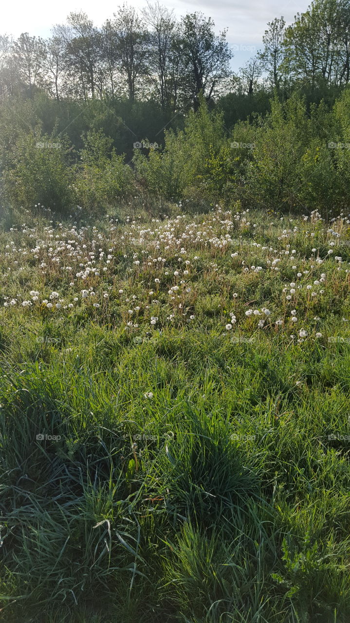 Pusteblumen 🌼💐