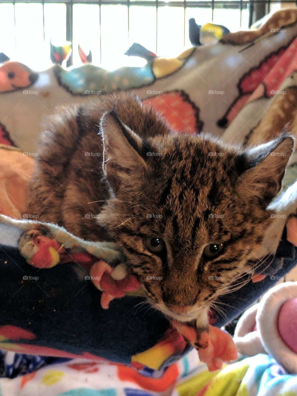 baby bobcat