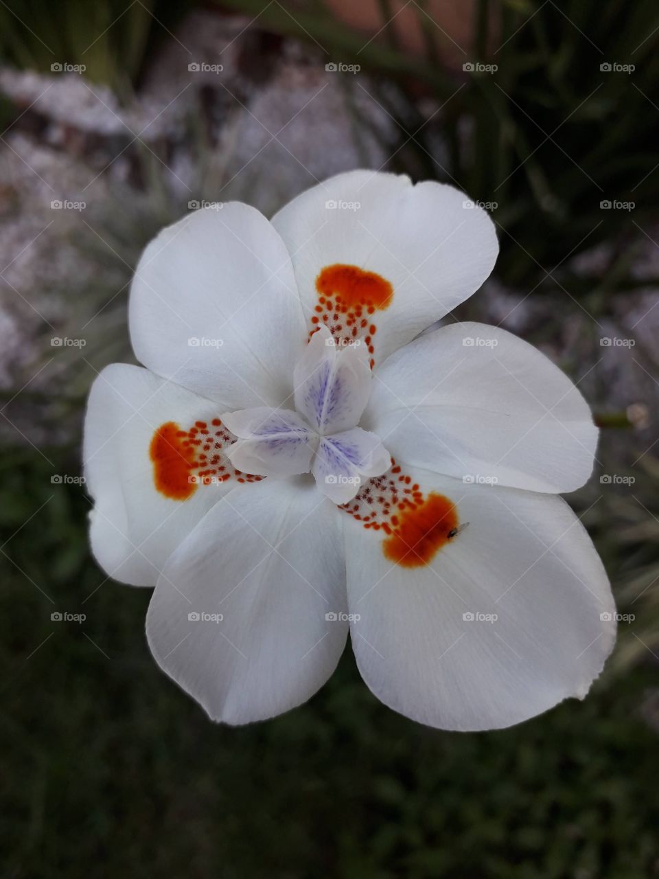 Morea e suas lindas flores