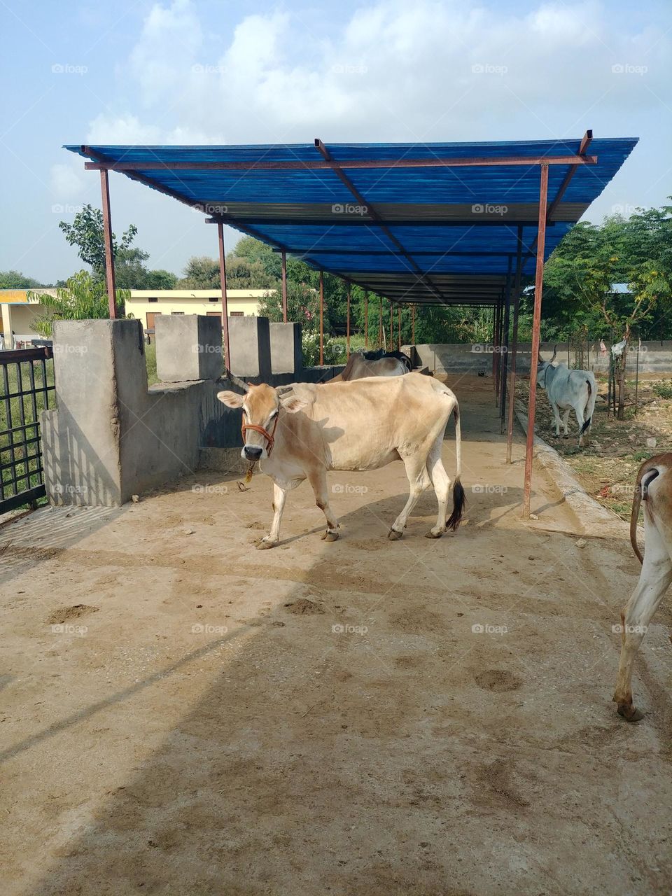 cow