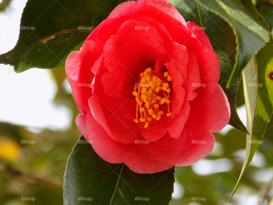 Beautiful Camellia