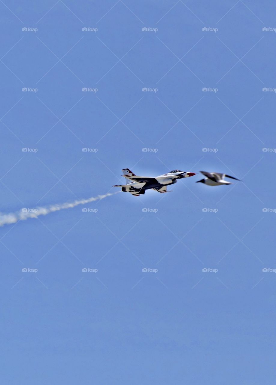 An Air Force F-16 THUNDERBIRD Fighter jet streaks across the sky as a seagull appears flying to a head-on collusion - the bird looks closer to the jet then it actually is. (Illusion). Capture both at the same time. 