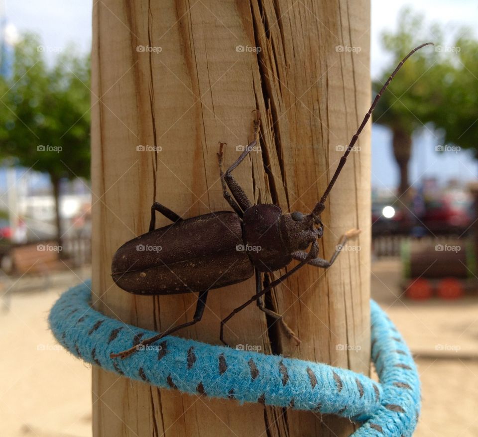 A beetle clinging on to a pole in Girona, Spain
