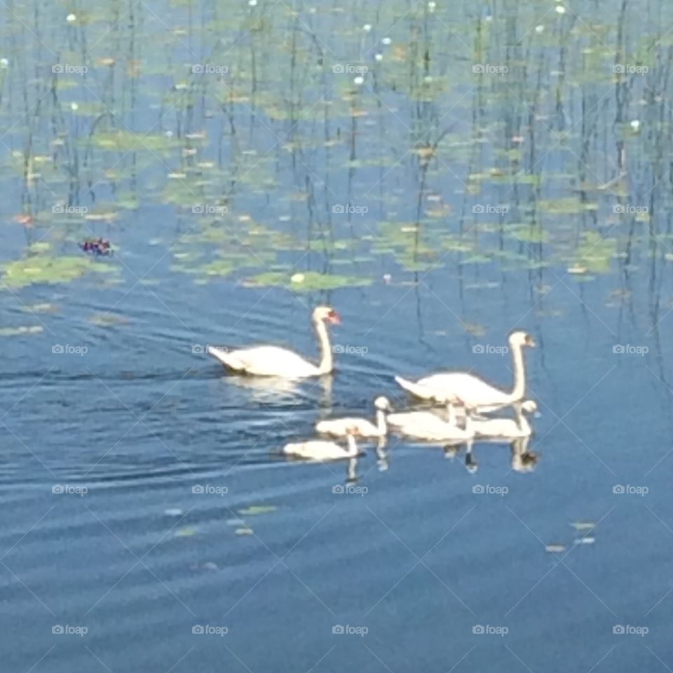 Swans and babies