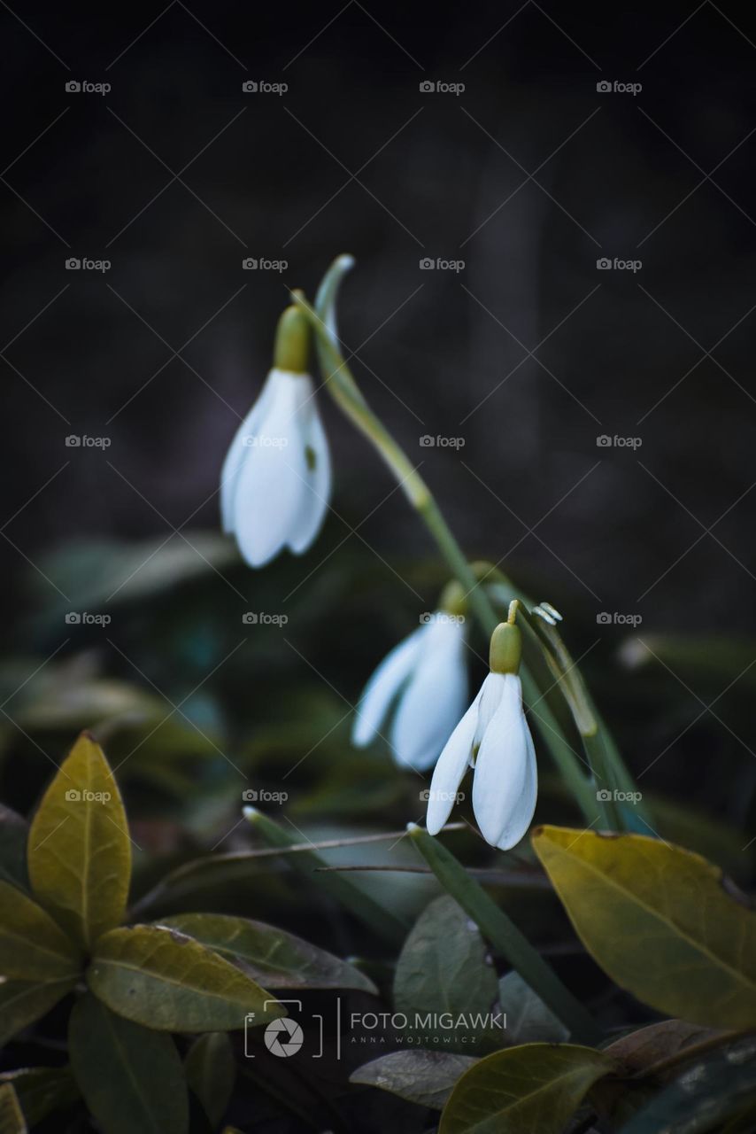 Snowdrops