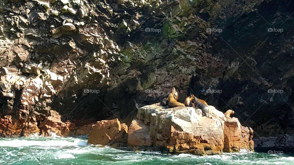 Ballestas island  sea lions