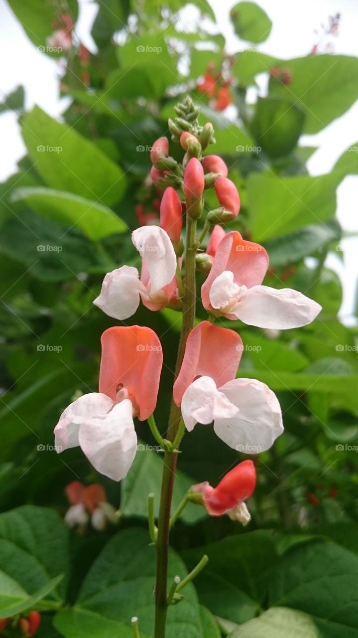 beautifull pea flower