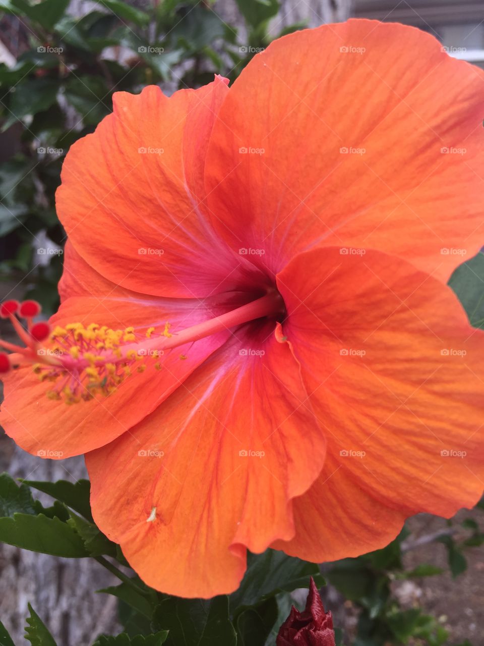 Hibiscus 