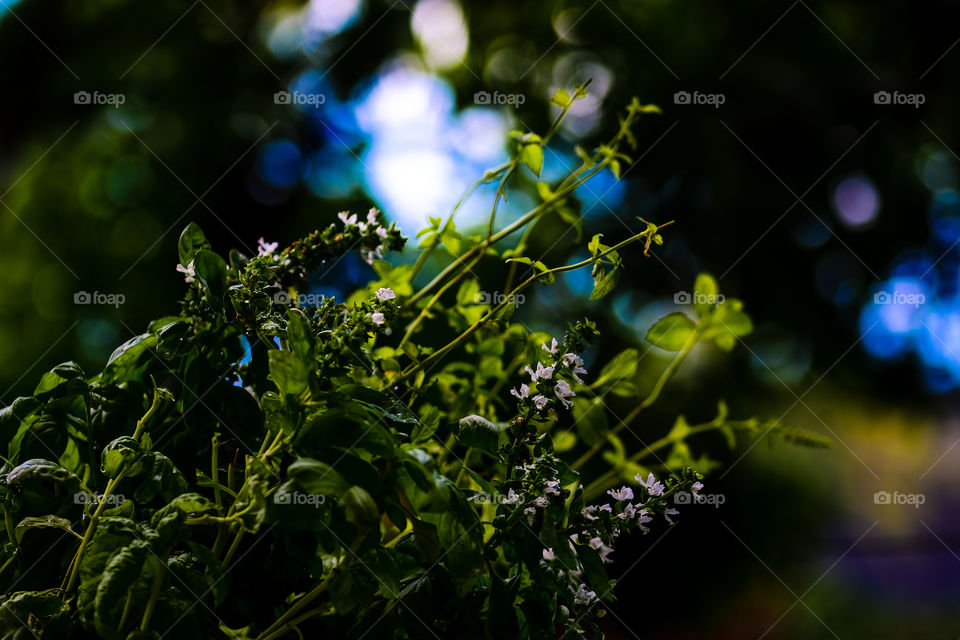 basil flowers 