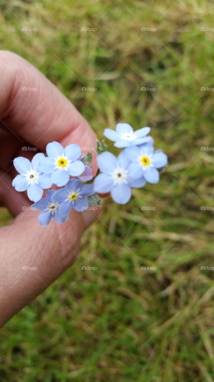 blue flower