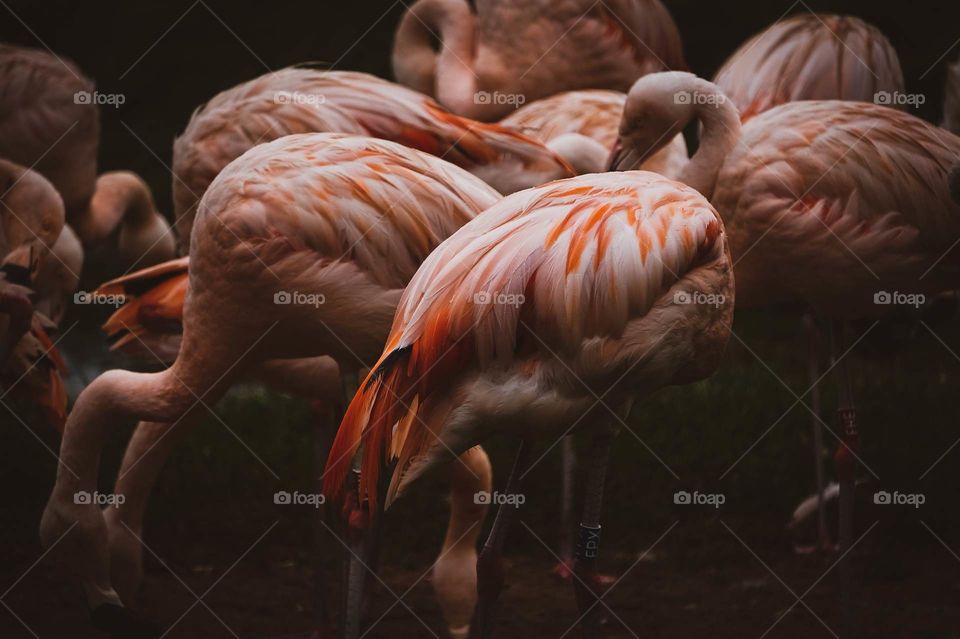 A flock of flamingos
