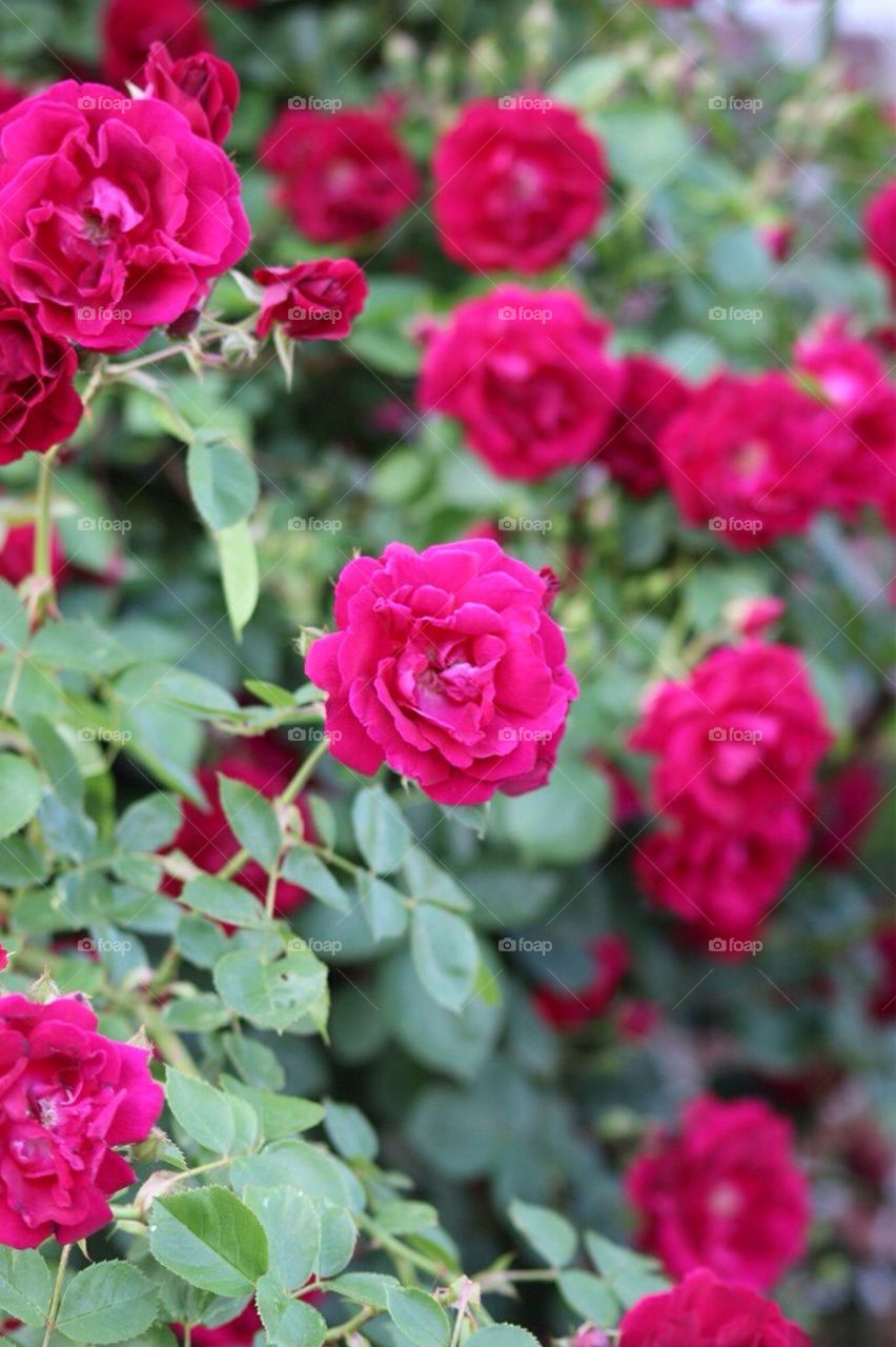 Rose bush