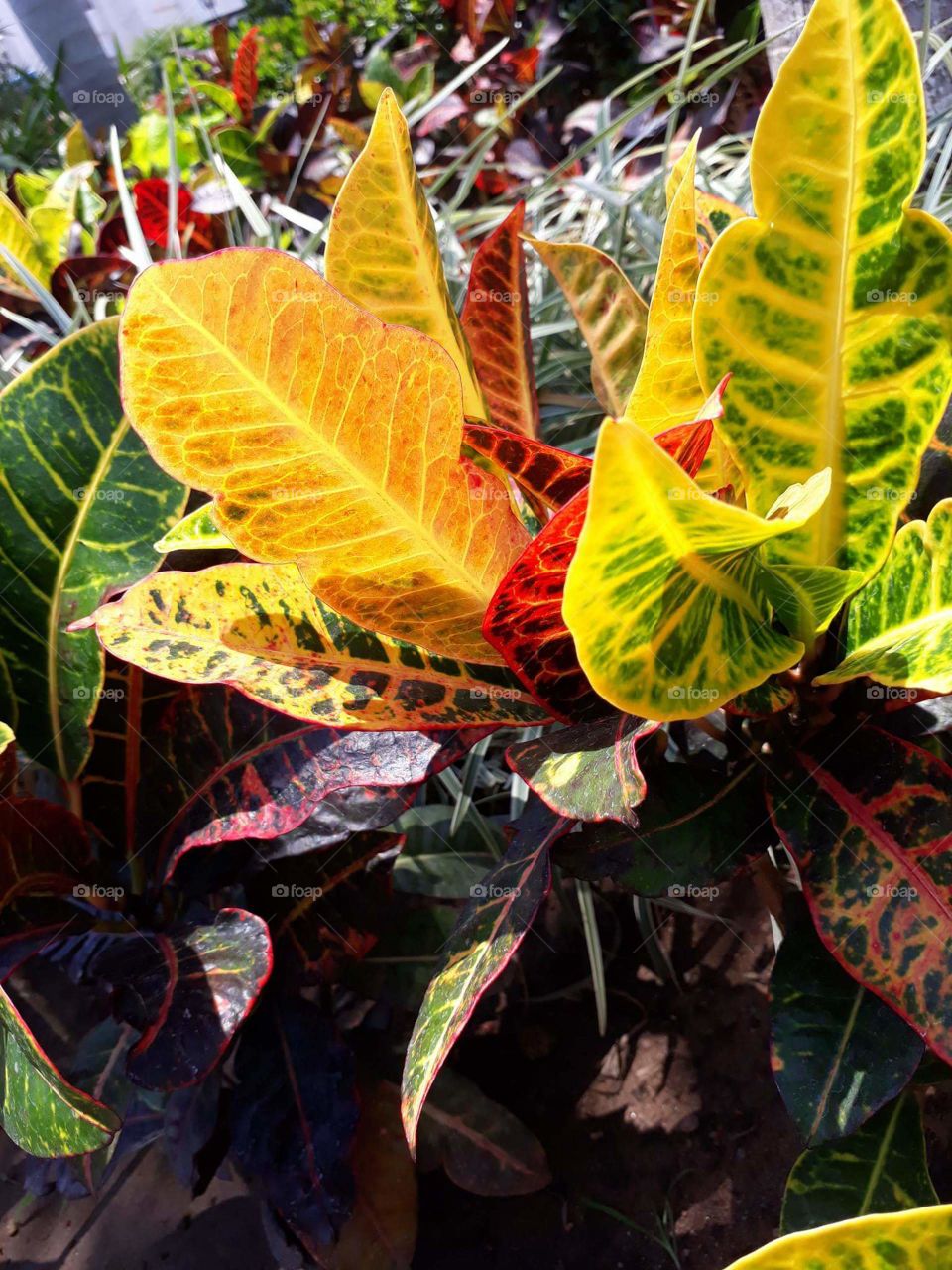 Encontrar plantas con distintos colores en una sola, es increíble la naturaleza.