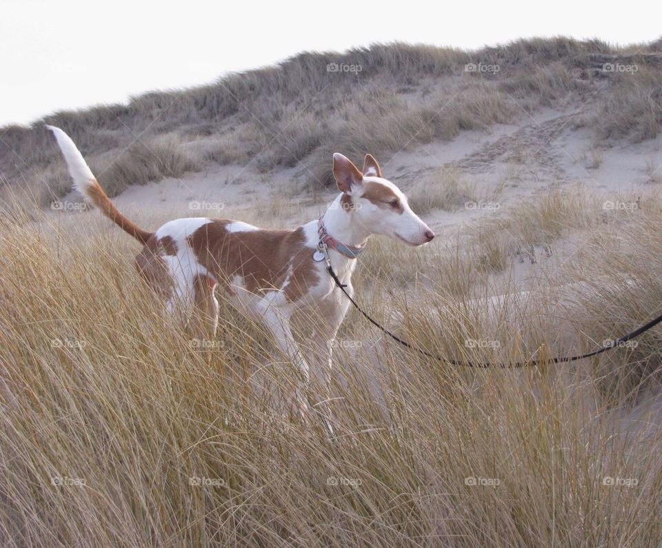 Dog on leash in the dunes