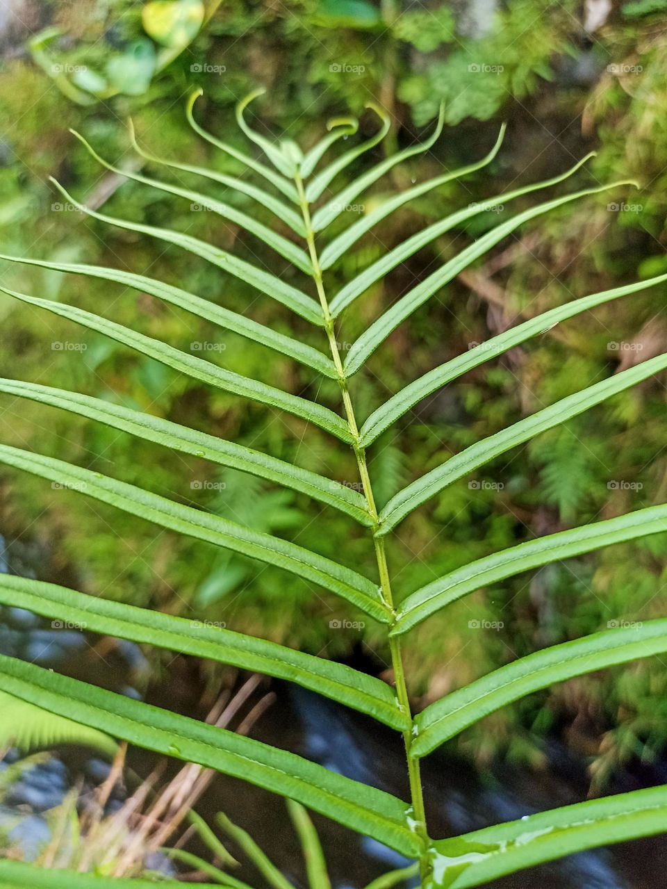 Close-up of a green fern leaf with a symmetrical structure, consisting of many small leaves arranged neatly along the stem