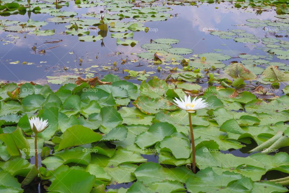 Lotus leaf ponds and lotus flowers arise on the water.
