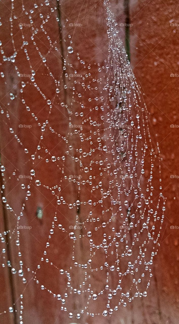 Spider's dew