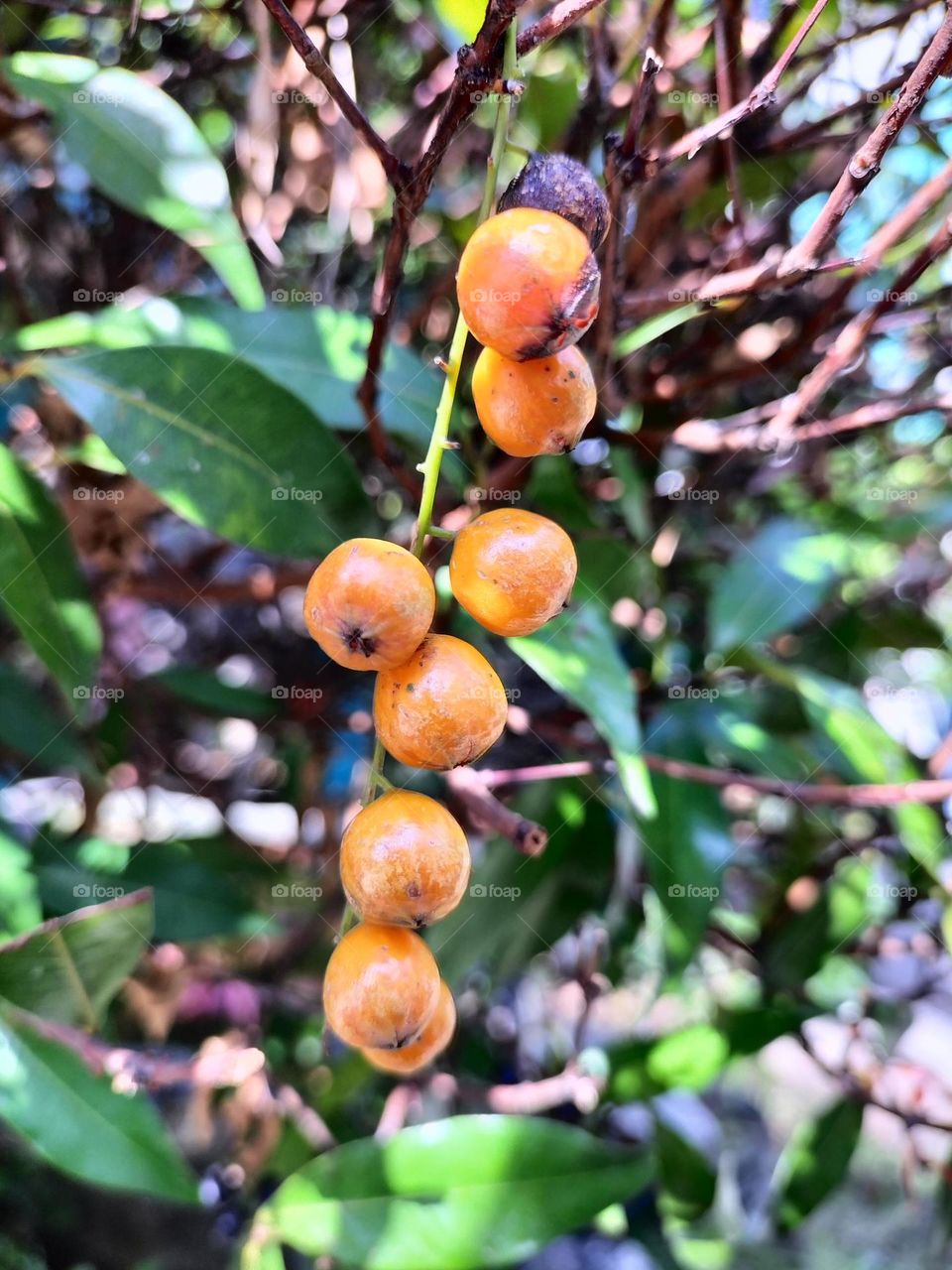 orange seeds that look like cherries
