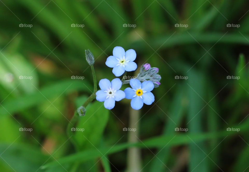 Blooming blue flower close up