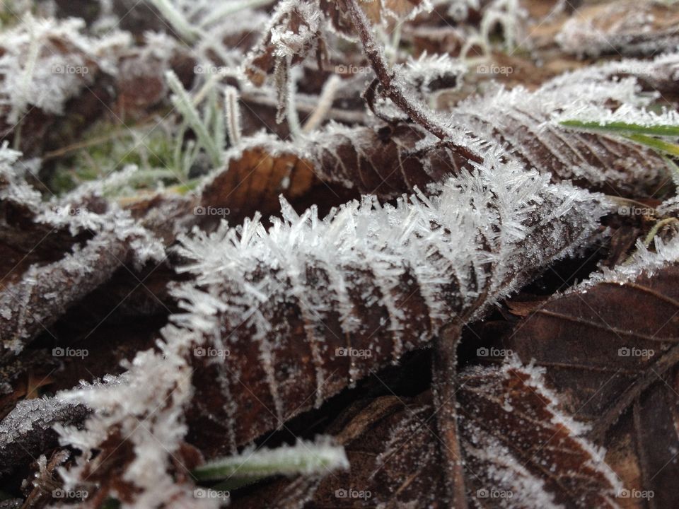 Frozen forest treasures 